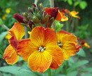 Cheiranthus cheiri,wall flower,giroflée ,goldlack, revenelle,شب بوی زرد,خیری
